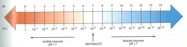 IL ph Il ph è il logaritmo negativo della concentrazione degli ioni H 3 O +. ph = - log [H 3 O + ] Il termine ph è stato introdotto nel 1909 da Sørensen per indicare l acidità di una soluzione.