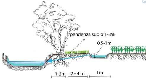 erbacea-arbustiva (rimozione N: 50-70%)