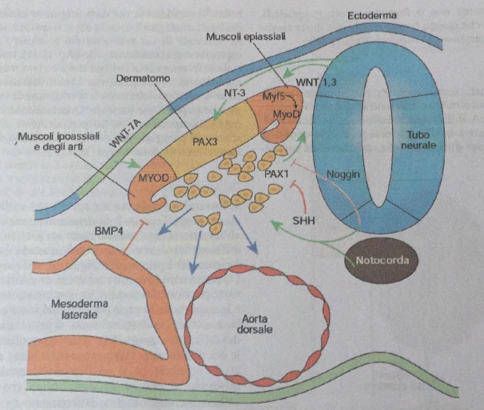 Quarta Settimana GENI HOX: Questi geni sono stati trovati in diverse specie oltre all uomo, e sono implicati nel posizionare in modo corretto gli organi in senso CRANIO-CAUDALE.