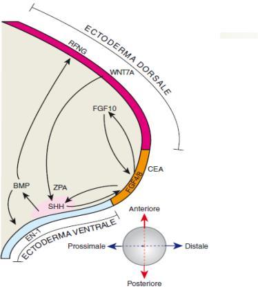 Fenomeni di MORTE CELLULARE PROGRAMMATA interessano la formazione dell arto per determinarne la forma finale.