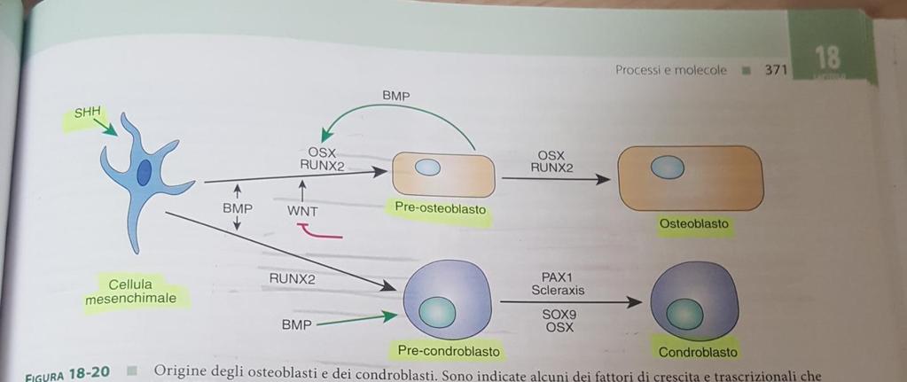 in Condroblasti e Osteoblasti. In particolare i BMP inducono l espressione di RUNX2.