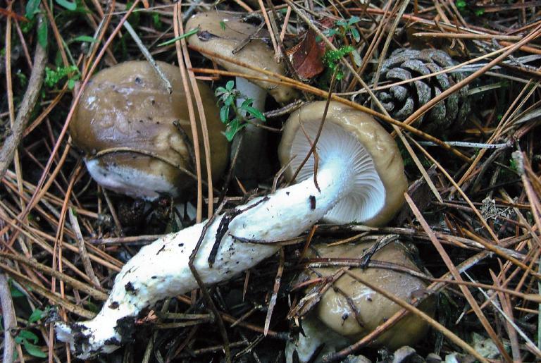 Hygrophorus latitabundus Foto Remo Mei margine sempre involuto; superficie abbondantemente glutinosa, di colore grigioolivastro, a volte bruno olivastro, più scura nella parte centrale, chiara verso