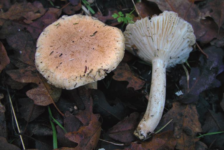 Hygrophorus nemoreus Foto Mauro Massi nella carne. Le specie simili sono: Hygrocybe pratensis che però è priva di fiocchi all apice del gambo, ha la carne inodore ed ha un habitat praticolo; H.