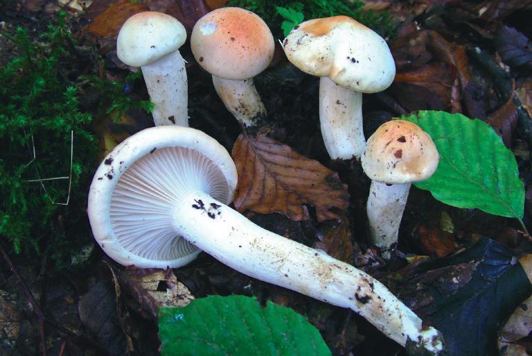 Hygrophorus poetarum Foto Mauro Massi Questa specie si riconosce facilmente per l habitat, esclusivo sotto faggio, per la grossa taglia, per il colore del cappello e soprattutto per l odore