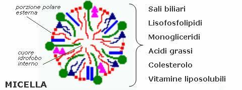 Funzione escretrice del fegato Gli acidi biliari vengono coniugati con gli aa glicina e taurina (prodotto di ossidazione della cisteina) e secreti sotto forma di sali biliari di Na + e K +.