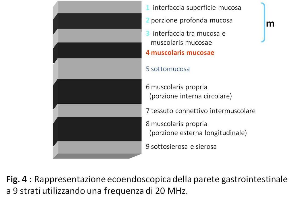 360 orientata perpendicolarmente all asse lungo dello strumento o una scansione lineare generando un immagine diretta parallelamente all asse lungo dell endoscopio.