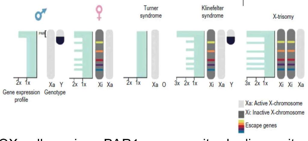 Il gene SHOX (Short stature HOmeoboX-containing) Mutazioni o delezioni del gene SHOX nella regione PAR1 causano ritardo di crescita e bassa statura.