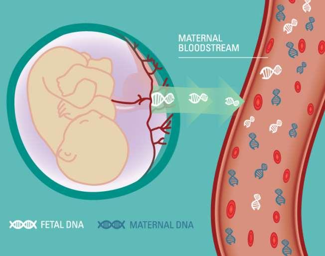 NIPT (Non-invasive Prenatal Test) Analizza la frazione fetale del cell-free DNA presente nel sangue materno (cffdna) 37 w 10 w Frammenti di ~150-200 bp NIPT (test commerciali disponibili dal 2011)