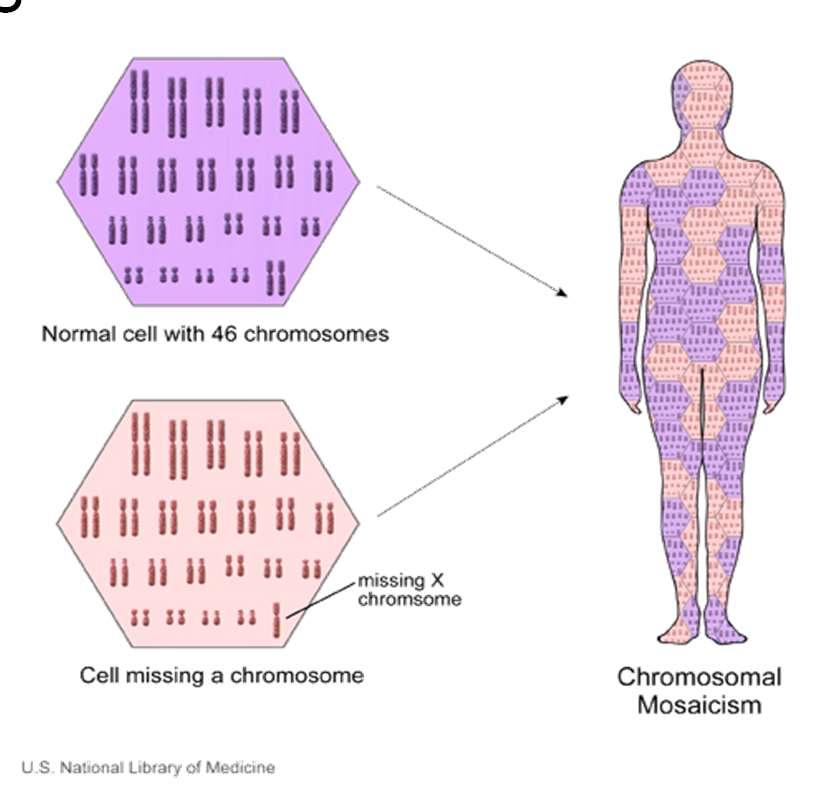 Mosaicismo Presenza di due o più linee genetiche nello stesso organismo che originano dallo