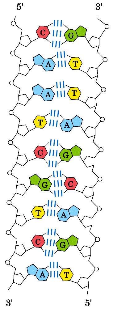 Nel DNA le due catene polinucleotidiche sono appaiate in maniera antiparallela