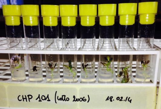 Barcaccia G. et al. (1). Current Advances in Genomics and Breeding of Leaf Chicory (Cichorium intybus L.). Agriculture,, 5; doi:1.