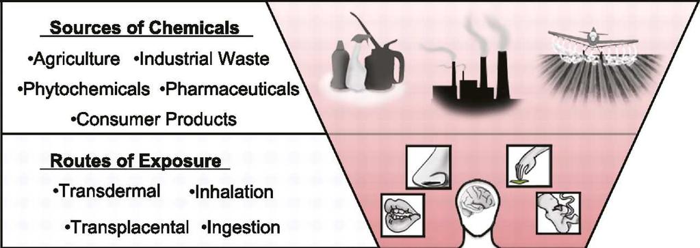 Sources and targets of metabolic