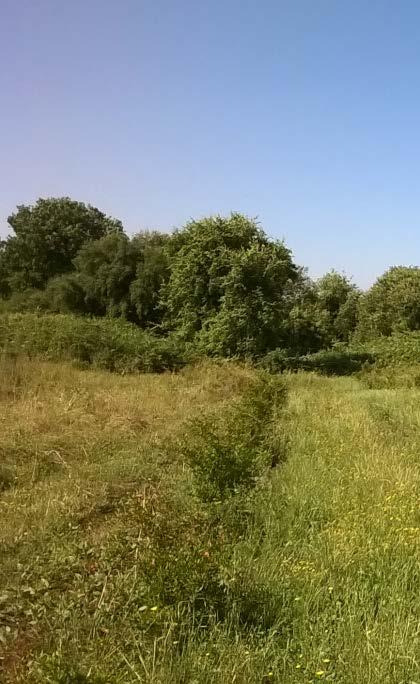 A supporto delle Linee guida, è stato prodotto anche un Rapporto Tecnico contenente una rassegna dei principali documenti sulla forestazione urbana legata