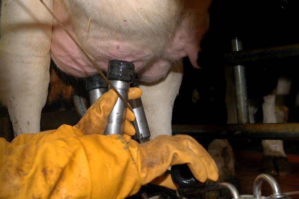 Mungitura: cosa valutare Preparazione della mammella (soggettivo): Pulizia della mammella Applicazione del Dipping Comportamento mungitori