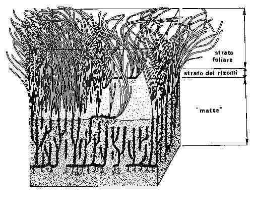 annualmente perdono le foglie che, nel caso della Posidonia oceanica, vengono ammassate a formare le "banquette".