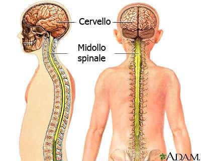 Il sistema nervoso centrale Encefalo comprende Midollo spinale (contenuto nella colonna vertebrale).