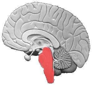 Midollo allungato Si trova sotto al cervelletto e collega l encefalo con il midollo spinale.
