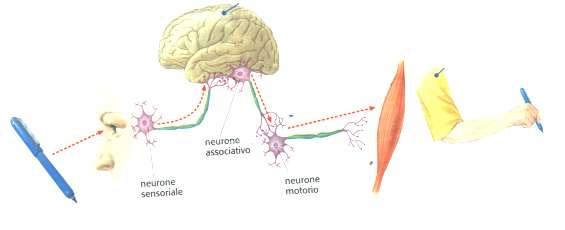 L organo di senso percepisce lo stimolo.