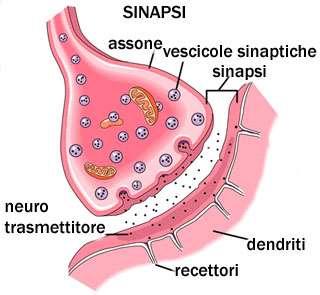 Sinapsi Perché gli impulsi nervosi passino da una cellula all altra, queste sono collegate fra loro.