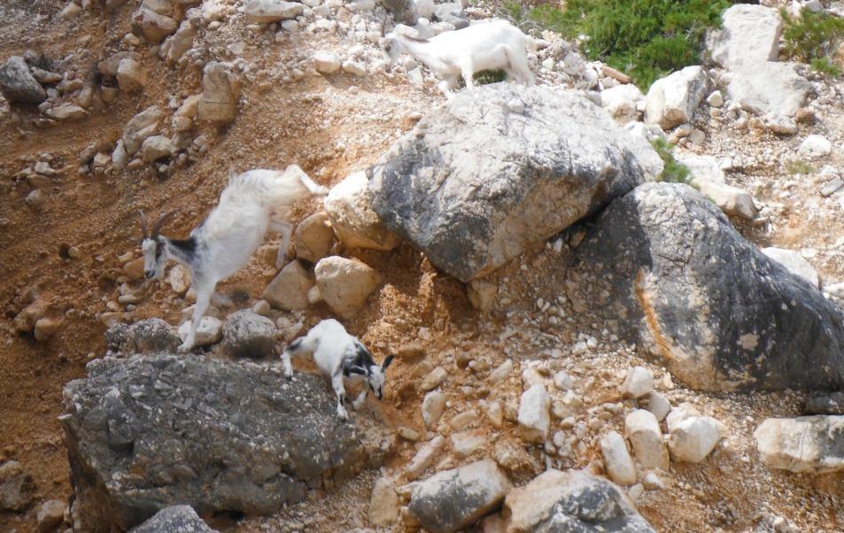 Transumanza SPOSTAMENTO INVERNALE-PRIMAVERILE N aziende 7 Zona 4 Ogliastra, 2 Centro Sardegna,