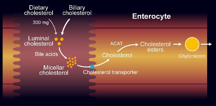 Cholesterol Absorption in the Intestine 1000 mg