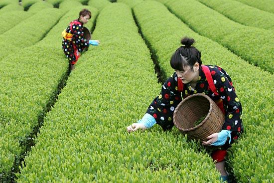 The"Verde" Il"tè"verde"cinese"e"giapponese"non( subisce(l operazione(di( fermentazione,"i"suoi"enzimi"vengono"