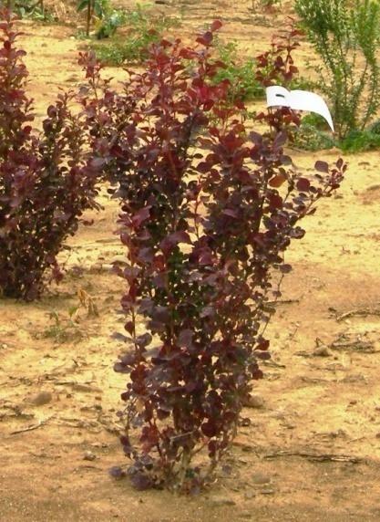Attività di screening Arbusti da siepe: Osmanthus heterophyllus Berberis tunbergii Atropurpurea Prunus caroliniana