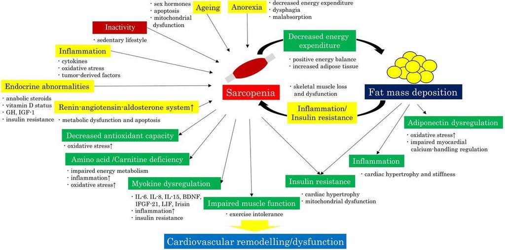 2. Alimentazione nell