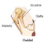 La pressione all interno dell udito medio è pressoché costante ed uguale a quella atmosferica grazie al effetto equilibrante del condotto noto come tromba di Eustachio.