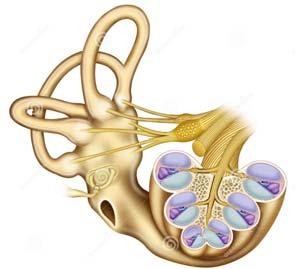 orecchio interno L orecchio interno L orecchio interno è contenuto nel labirinto osseo all interno dell osso temporale del cranio.
