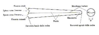 L altezza di un suono fa riferimento alla tonalità percepita ed è soggettiva; richiede che l ascoltatore esprima un giudizio percettivo.