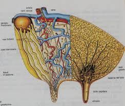 La galattogenesi (sintesi del latte): Richiede una grande quantità di principi nutritivi che vengono trasportati alla mammella dal sangue.