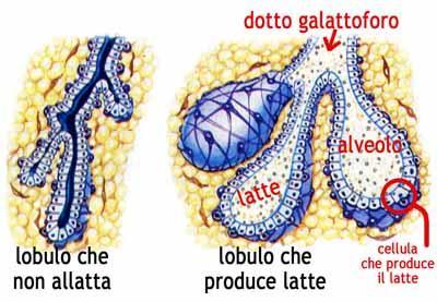 Quando la cavità si riempie, le cellule smettono di produrre latte per la pressione esercitata dal latte sulle cellule secernenti.