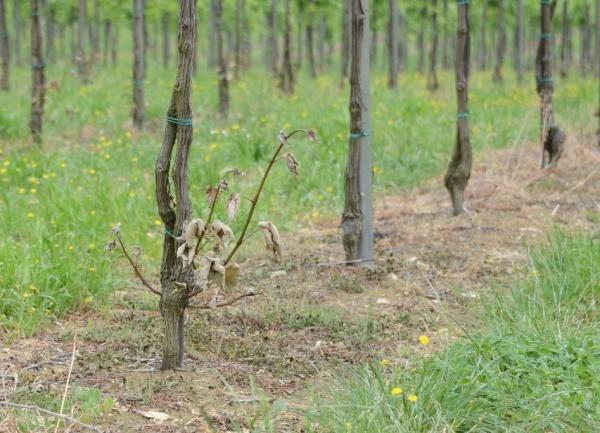 2 risultati della spollonatura chimica Qualora la vegetazione abbia raggiunto lo sviluppo