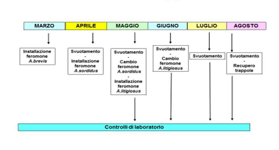 Schema