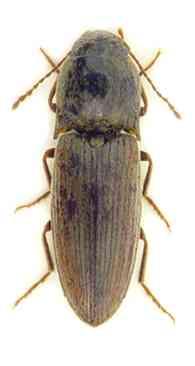 Agriotes litigiosus