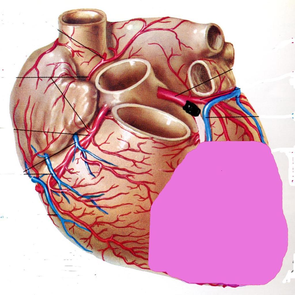 se l ISCHEMIA dura POCHI minuti