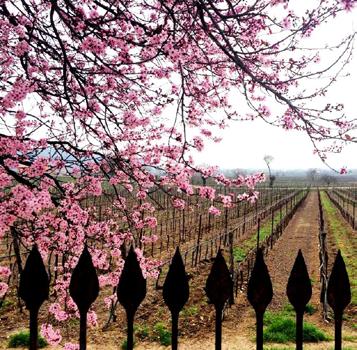 delle uve regala grandi vini.