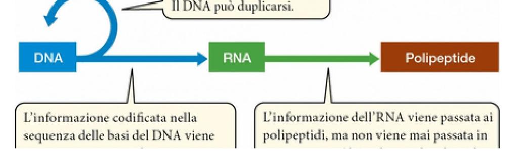 I geni dirigono la