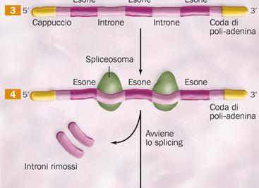 nucleotidiche codificanti chiamate esoni,