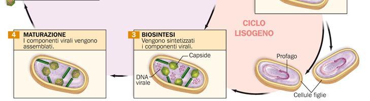 riproducono all interno dei batteri con due