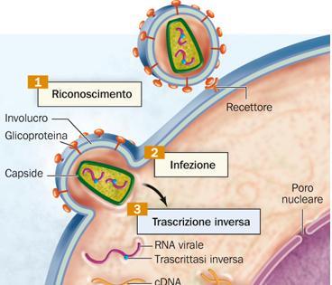 Il virus HIV, agente dell AIDS, è un