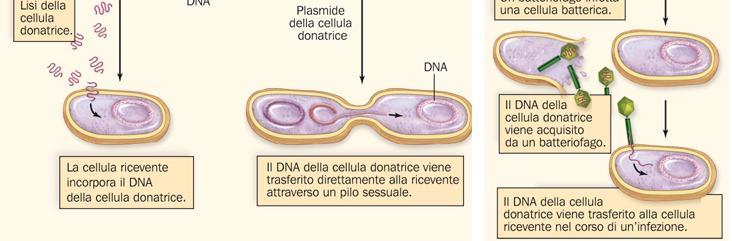 I batteri possono trasferire geni tra loro in tre modi diversi Trasformazione un batterio ricevente preleva dall ambiente extracellulare tratti di DNA libero.