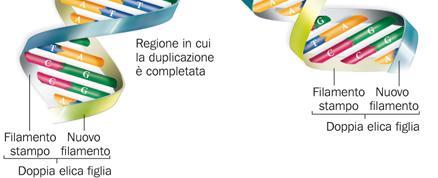 complementare, cosicché ogni nuova molecola di