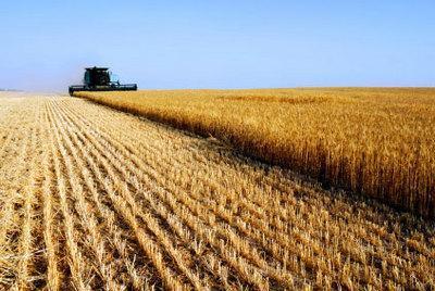 AZIENDA CON SEMINATIVI Seminativo: terreno utilizzato per coltivazioni agricole o superficie disponibile per la coltivazione ma tenuta a riposo,