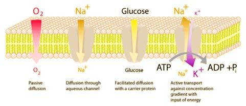 Trasporto di soluti attraverso le membrane Membrane Trasporto di piccole sostanze ed ioni La cellula ha bisogno di essere selettiva ma efficiente quando importa o esporta metaboliti