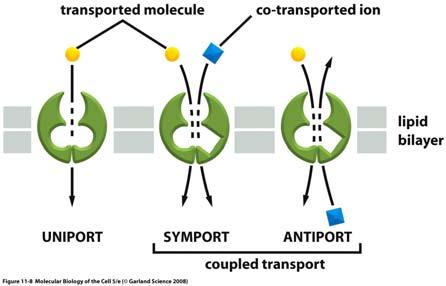 Trasporto attivo (2) Le alterazioni conformazionali coinvolte nel trasporto sono accoppiate ad una sorgente di energia Idrolisi dell'atp (ad es.