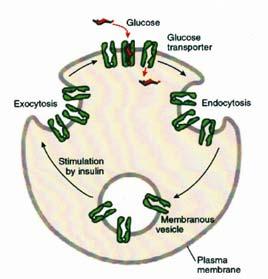 Regolazione della captazione del glucosio nelle cellule muscolari e adipose mediata dall insulina I trasportatori per
