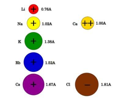 neurotramettitori e di ormoni Iniziano la contrazione muscolare Trasferiscono piccole molecole fra cellule (giunzioni gap ) Mediano il trasporto di