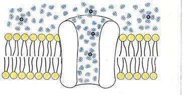I canali ionici forniscono un microambiente polare per la diffusione degli ioni attraverso la membrana I